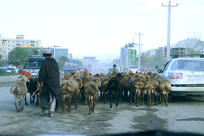 Sheep sharing streets of Kabul_400x267